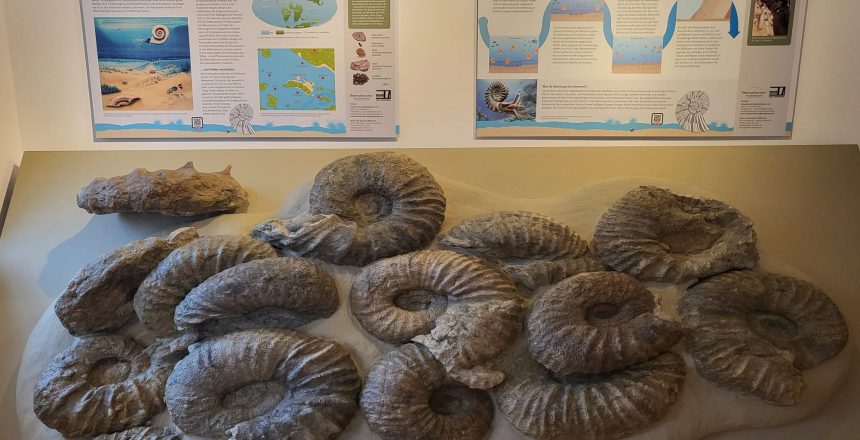 Fährtenplatte Ammoniten